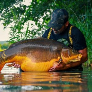 Gyékényes Grál – historia legendarnego koi karpia
